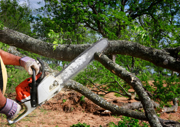 Best Tree Branch Trimming  in Needles, CA